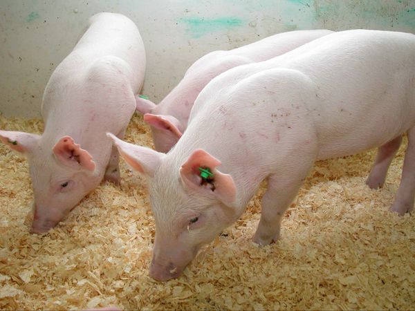 Environmentally friendly pigs: A breed of pig was genetically engineered to produces 65 percent less phosphorous in animal waste and was recently approved for limited production.