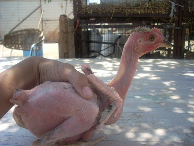 Bald chickens: Scientists in Israel created a breed of featherless chickens that can save time on plucking and are even claimed to be more environmentally friendly. They also significantly reduce the cost of being raised and are created by breeding a regular broiler chicken with a Naked Neck.