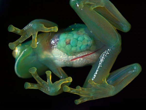 See-through frogs: These "glass frogs" developed a mutation allowing us to see through their skin and that reveals their organs. It is a huge help in figuring out how the animals' organs work, how disease spreads, and how cancers develop in bodies.
