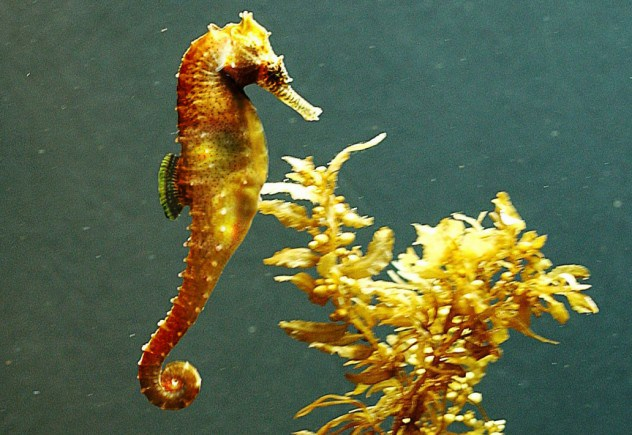 Golden seahorses: Vietnamese scientists created these creatures--a first for the country in the field of genetic modification. They mixed Gold dust with jellyfish proteins, and inserted the substance into seahorses' eggs by using the gene-shooting method.