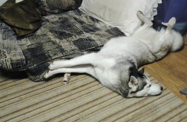 21 Dogs That Forgot How to Dog