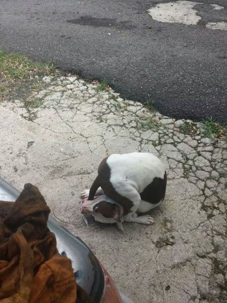 21 Dogs That Forgot How to Dog