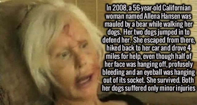 bear mauling - In 2008, a 56yearold Californian woman named Allena Hansen was mauled by a bear while walking her dogs. Her two dogs jumped in to defend her. She escaped from there, hiked back to her car and drove 4 miles for help, even though half of her 