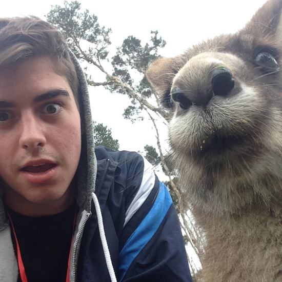 20 Animals That Just Want to be in Your Selfie