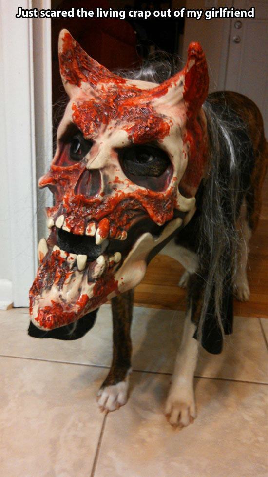 relationship memes of dog with skull mask Just scared the living crap out of my girlfriend