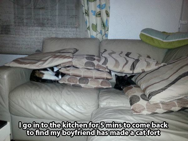 relationship memes of Humour Igo in to the kitchen for 5 mins to come back to find my boyfriend has made a cat fort