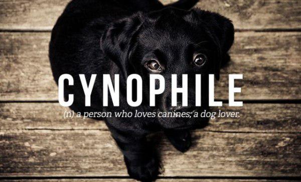 person who loves dogs - Cynophile 11 a person who loves canines, a dog lover.
