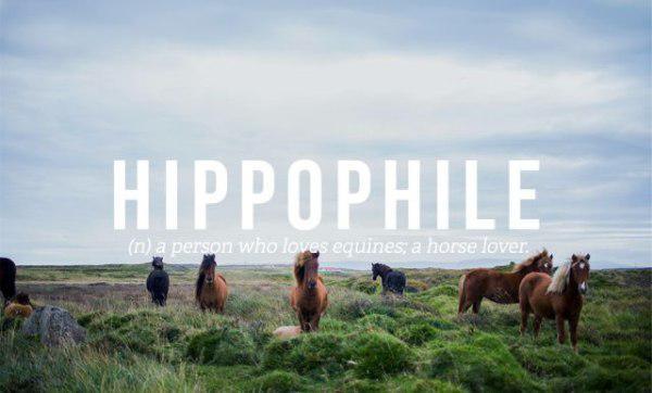 person who loves the sky - Hippophile n a person who loves equines; a horse lover.