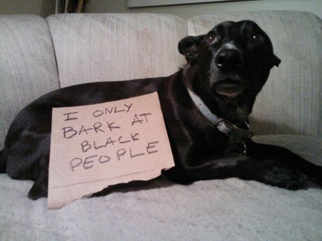The owner of this racist dog.