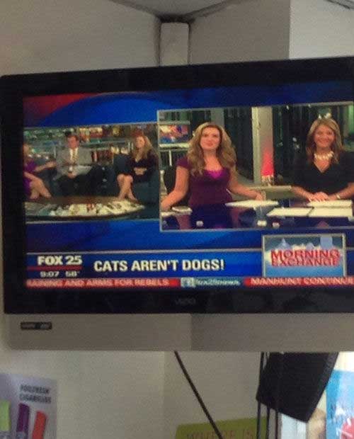 Cheezburger, Inc. - Fox 25 Cats Aren'T Dogs! Morning