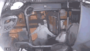 gif guy tries to steal purse on bus