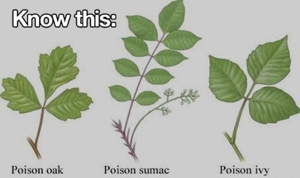 poison oak poison ivy - Know this Poison oak Poison sumac Poison ivy