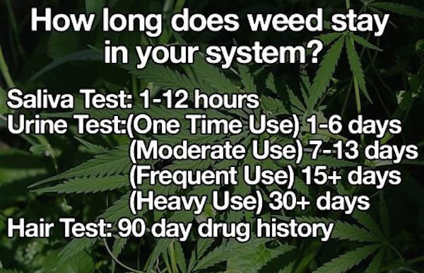 does weed smell like - How long does weed stay in your system? Saliva Test 112 hours Urine TestOne Time Use 16 days Moderate Use 713 days Frequent Use 15 days Heavy Use 30 days Hair Test 90 day drug history
