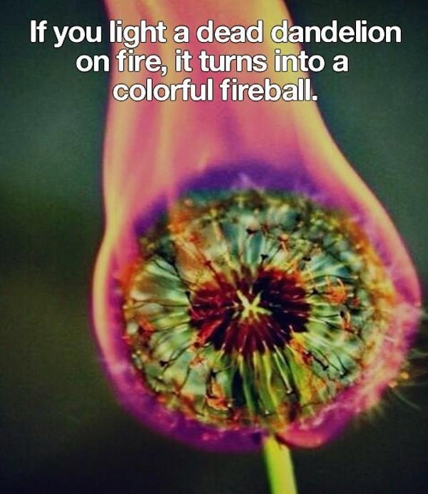 dandelion on fire - If you light a dead dandelion on fire, it turns into a colorful fireball.