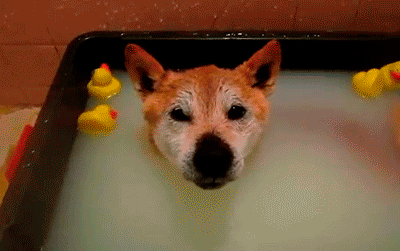 10 Gifs That'll Make You So Damn Happy, You Might Pee Your Pants