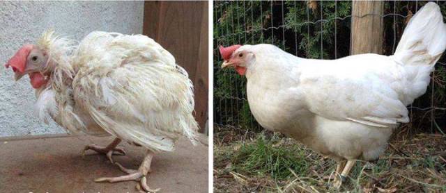 A battery caged chicken on the day she was let out of her cage. Here she is, 3 months later after enjoying life as a free range chicken.