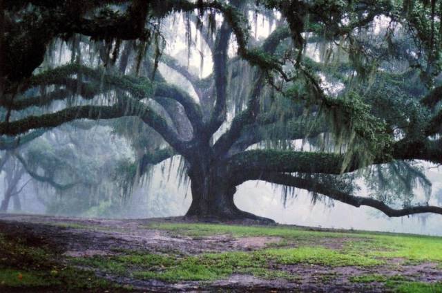 350-year-old, 90-foot-tall bur oak tree in Missouri