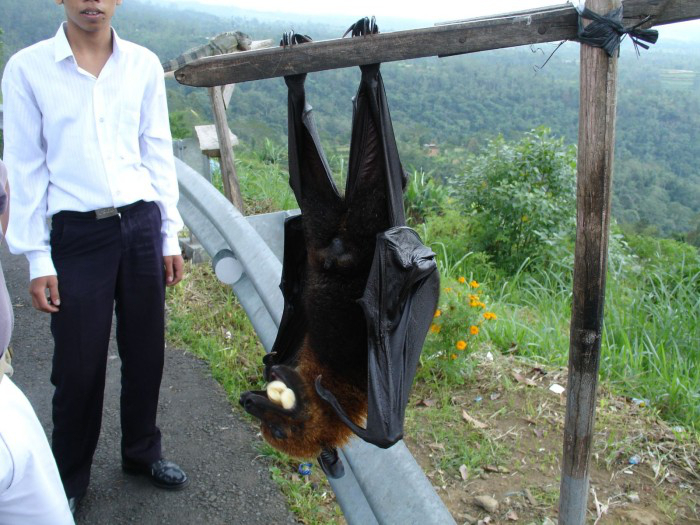 New Guinea fruit bat