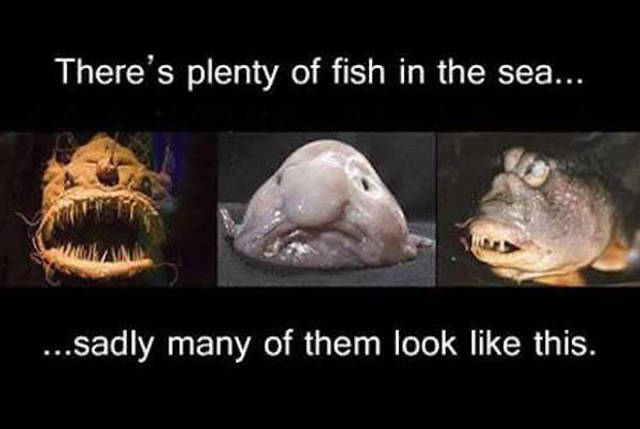 Hilarious meme about how there are plenty of fish in the sea, but most of them look like this scary or blobby fish.