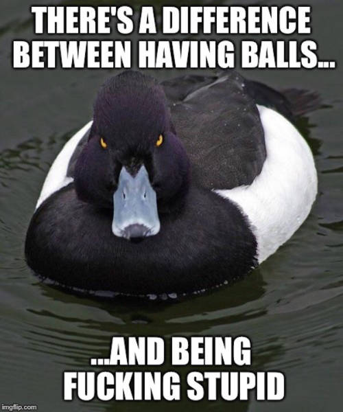 Angry duck meme about the hilarious difference between having balls and just being stupid.