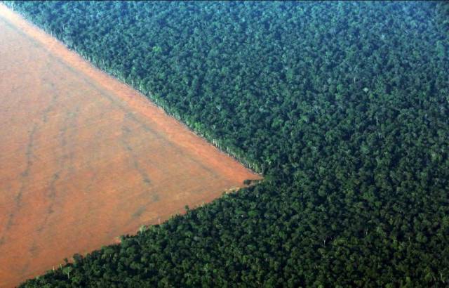 amazon rainforest lost