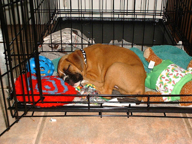 If your dog has a crate bring it there too.