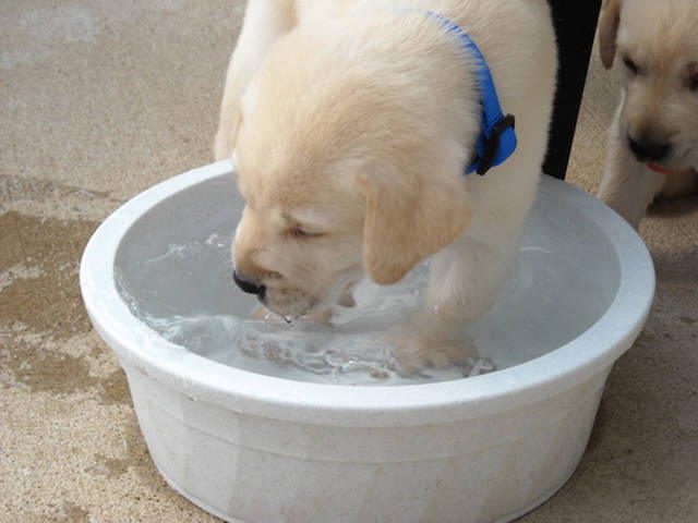 Bring a bowl of clean water since your dog probably won’t have access while out in the open.