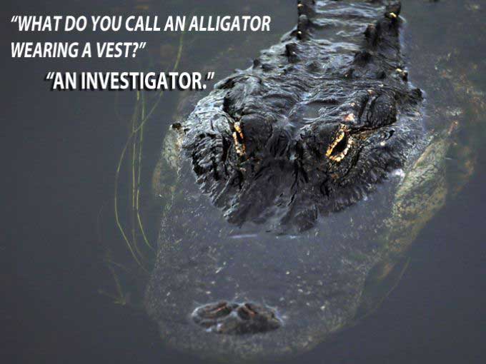 do you stop an alligator - "What Do You Call An Alligator Wearing A Vest?" "An Investigator."