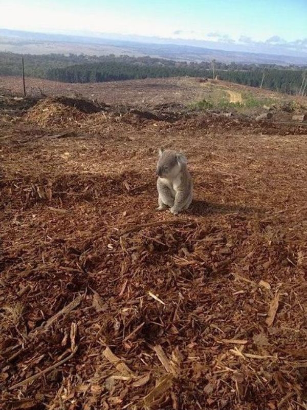 Koala returns home to find her forest has been cut down.