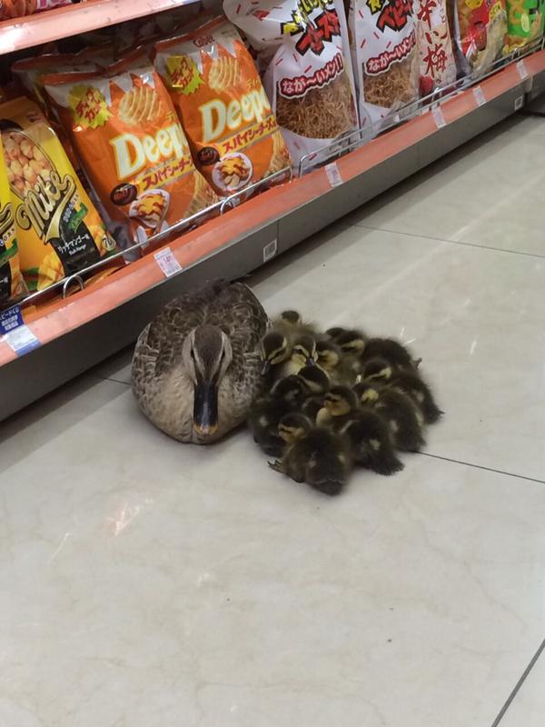duck in grocery store