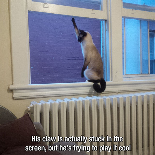 funny cats stuck - His claw is actually stuck in the screen, but he's trying to play it cool