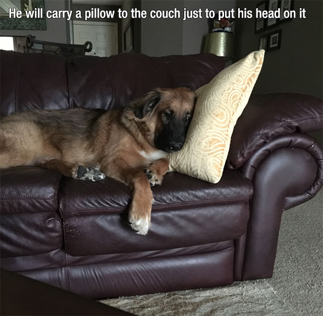 Dog - He will carry a pillow to the couch just to put his head on it