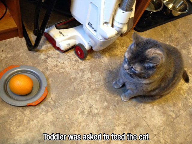toddler was asked to feed the cat - Toddler was asked to feed the cat