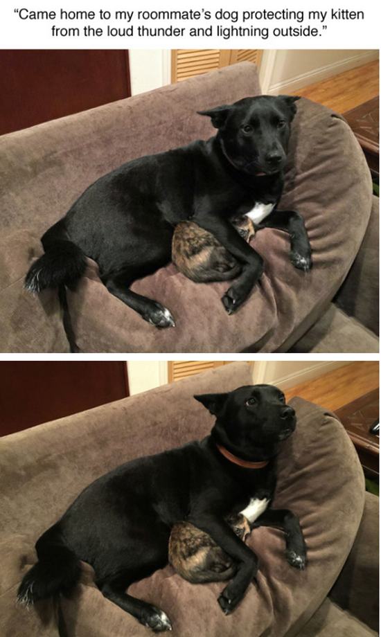 dog protecting cat - "Came home to my roommate's dog protecting my kitten from the loud thunder and lightning outside."