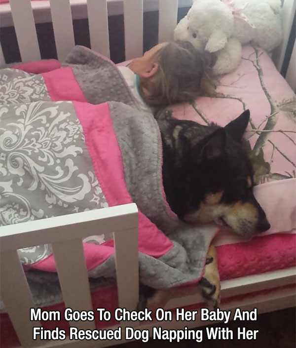 little girl sleep with dog - Mom Goes To Check On Her Baby And Finds Rescued Dog Napping With Her