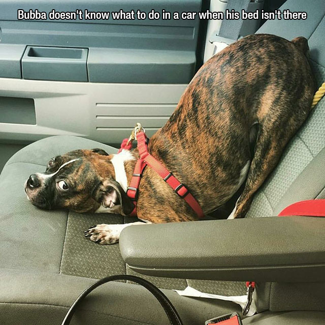small doggo meme - Bubba doesn't know what to do in a car when his bed isn't there