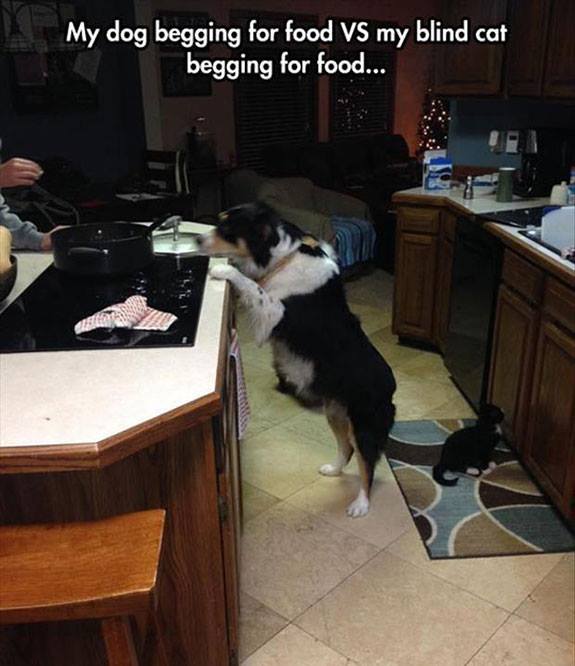 Awesome Animals - My dog begging for food Vs my blind cat begging for food...