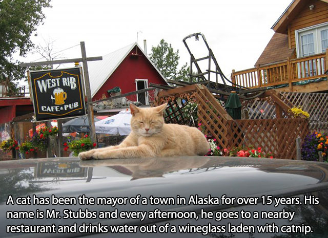 stubbs mayor of talkeetna - West Rib Cafepub Met Wib A cat has been the mayor of a town in Alaska for over 15 years. His name is Mr. Stubbs and every afternoon, he goes to a nearby restaurant and drinks water out of a wineglass laden with catnip.