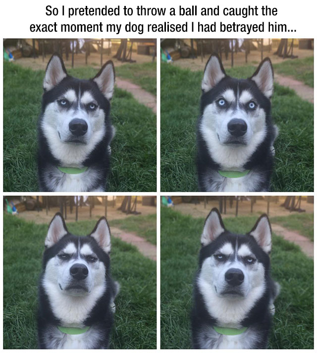 husky faces - So I pretended to throw a ball and caught the exact moment my dog realised I had betrayed him...