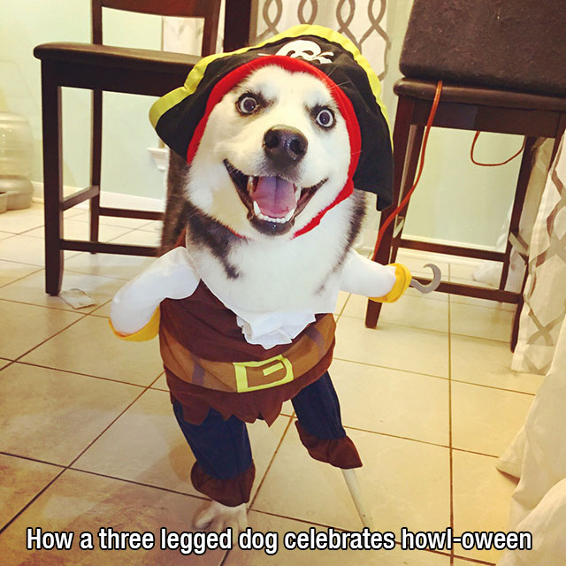 funny three legged dogs - How a three legged dog celebrates howloween
