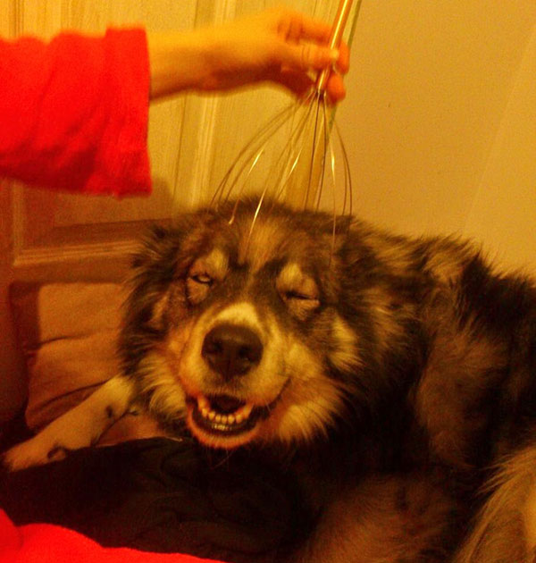 dog with head massager