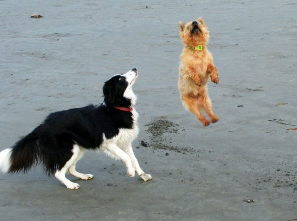 perfect timing border collie
