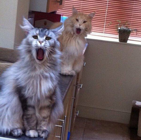 perfect timing cats with their mouths open