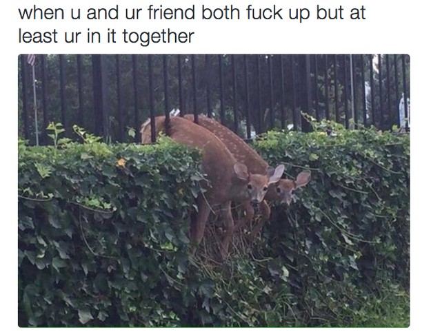 20 Animals We Can Totally Relate To