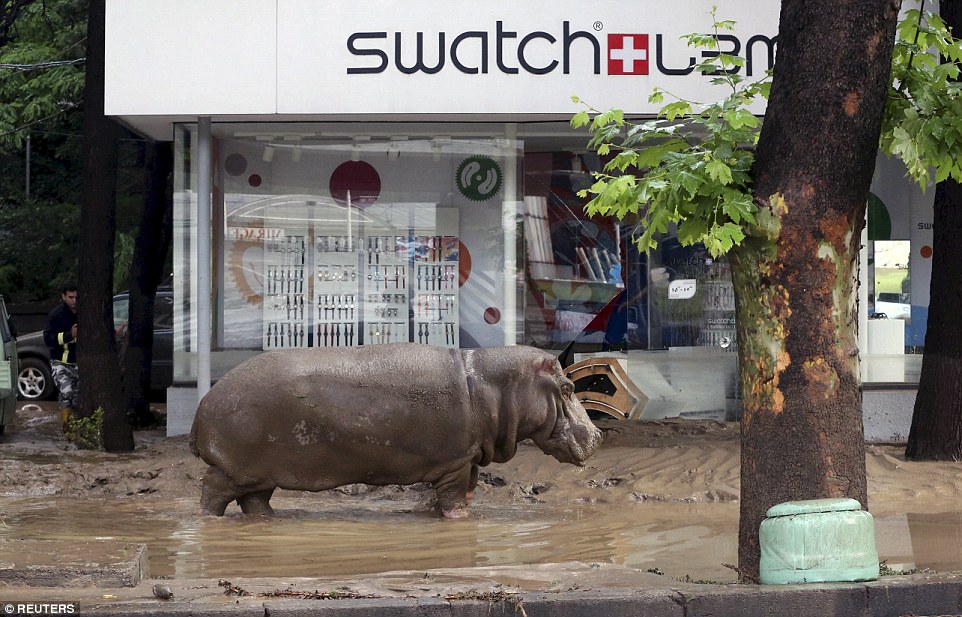 Freak floods in Tbilisi, Georgia, causing this happy hippo to go for a stroll.