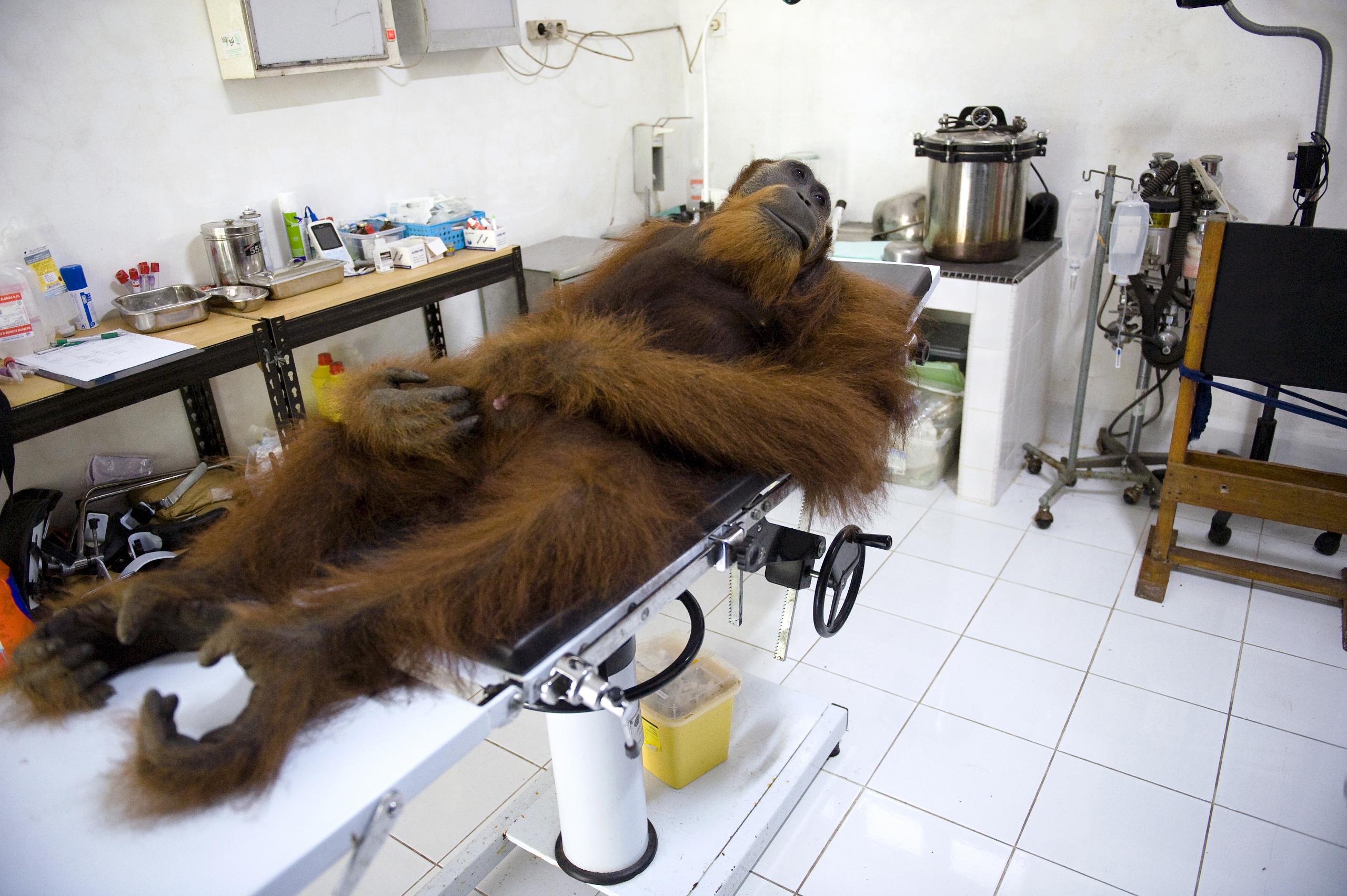 Angelo, one of Indonesia’s last orangutans, is awaiting his operation to have air-gun bullets removed in North Sumatra.