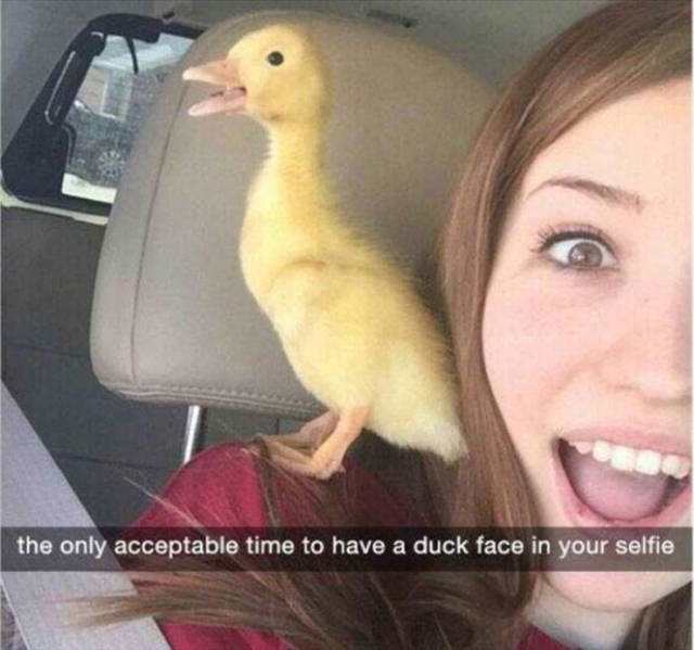duck love meme - the only acceptable time to have a duck face in your selfie