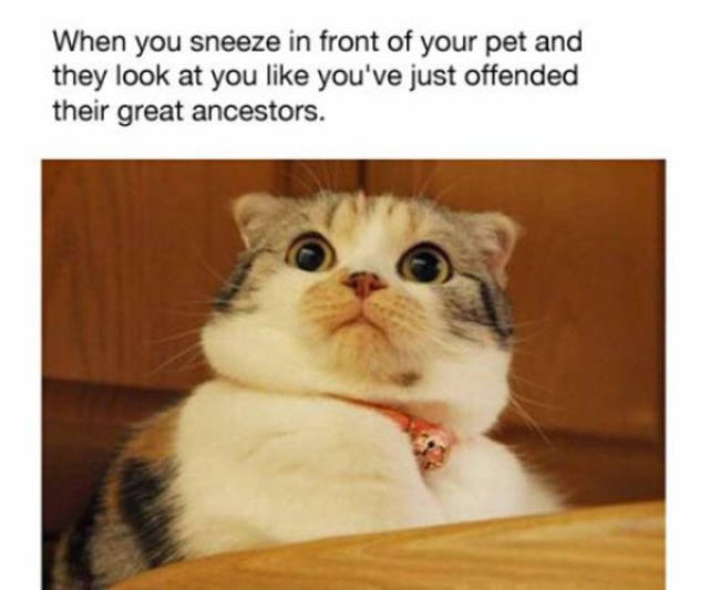 funny cat memes - When you sneeze in front of your pet and they look at you you've just offended their great ancestors.
