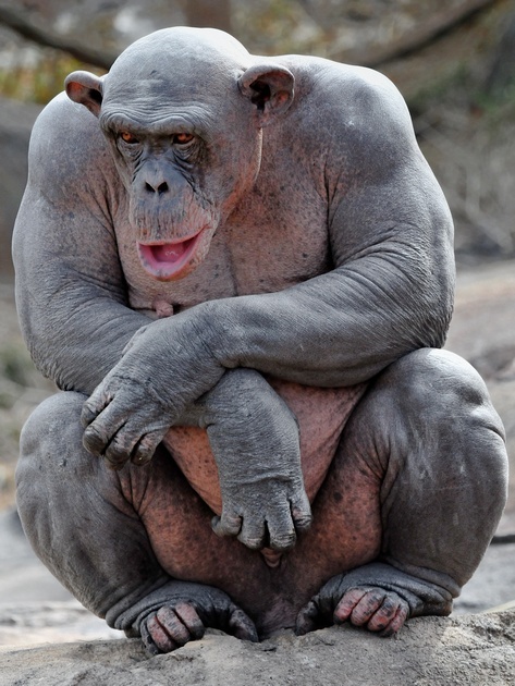 I never realized how built chimpanzees were until I saw a picture of a hairless one.