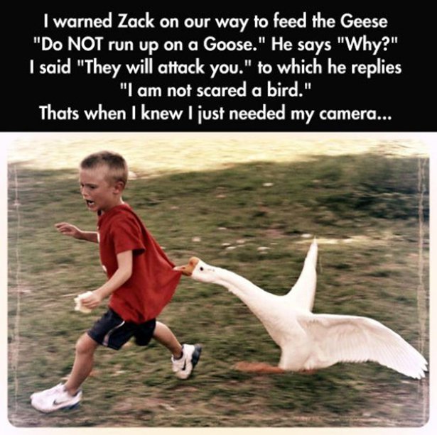 meme goose with arms - I warned Zack on our way to feed the Geese "Do Not run up on a Goose." He says "Why?" I said "They will attack you." to which he replies "I am not scared a bird." Thats when I knew I just needed my camera...
